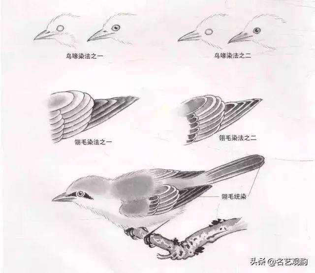 中国羽毛画 传统工笔禽鸟画法，真详细_搜狐网