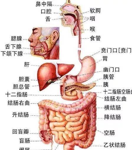 人体左下体内器官图解图片