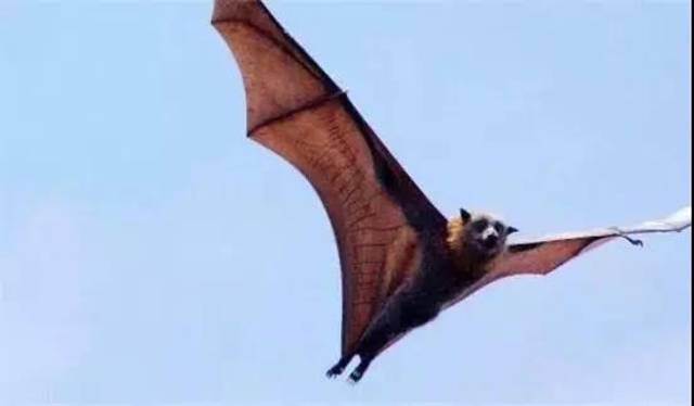 巨型狗头蝙蝠图片图片