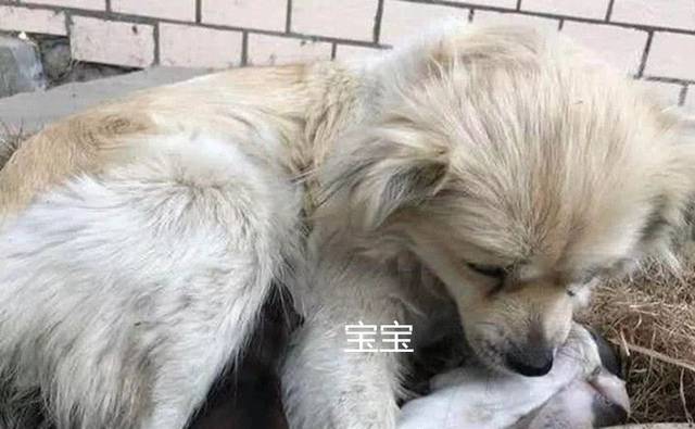 原创小伙喂流浪狗食物,狗狗叼着食物走了,跟着它湿了眼眶