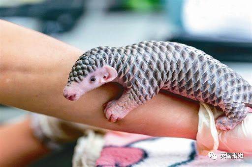 新冠病毒可能从穿山甲传到人?别再瞎吃瞎迷信了!