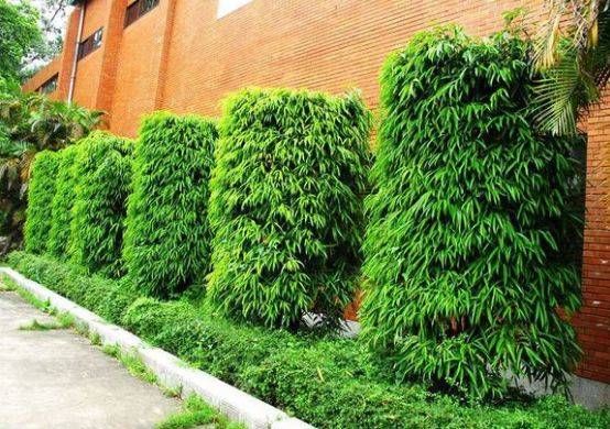 每日一花 | 条叶榕:榕属的一种落叶小灌木…_手机搜狐网