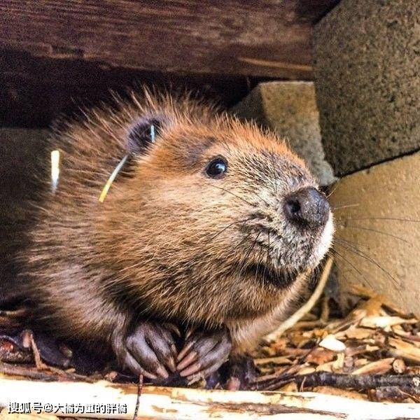 15张照片告诉你河狸不为人知的魅力!我的心都快要被萌化了