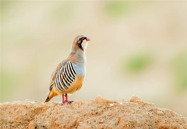 六盘山现神秘石鸡身侧18条横斑遇到天敌大声叫唤同伴一起跑