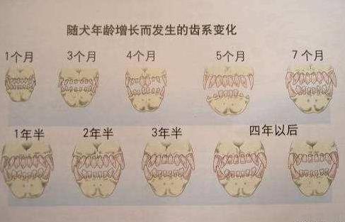 羊的牙齿结构图图片