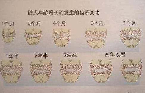 羊的年龄牙齿图片图片