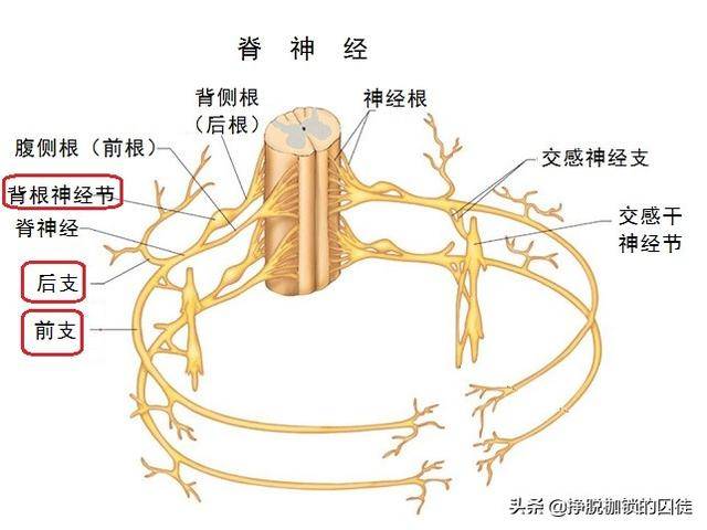 脊神经根解剖图图片