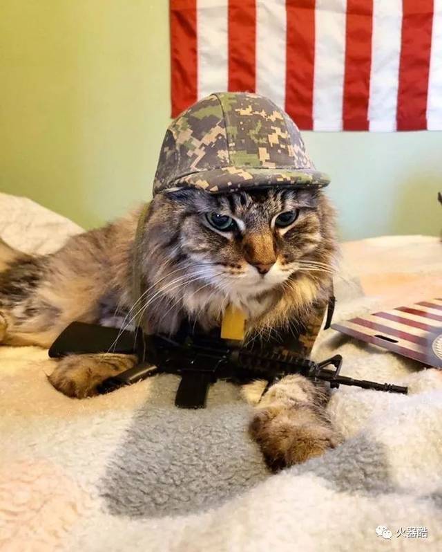 【战术萌宠】养了就要养一辈子 不抛弃 不放弃_手机搜狐网