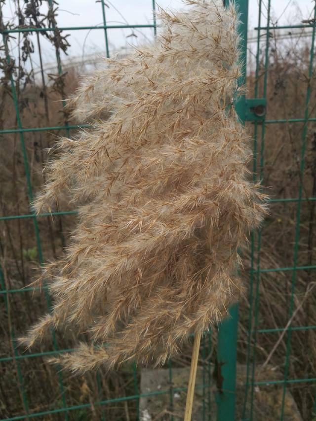 南荻与芦苇的区别,意思(第19页)_大山谷图库