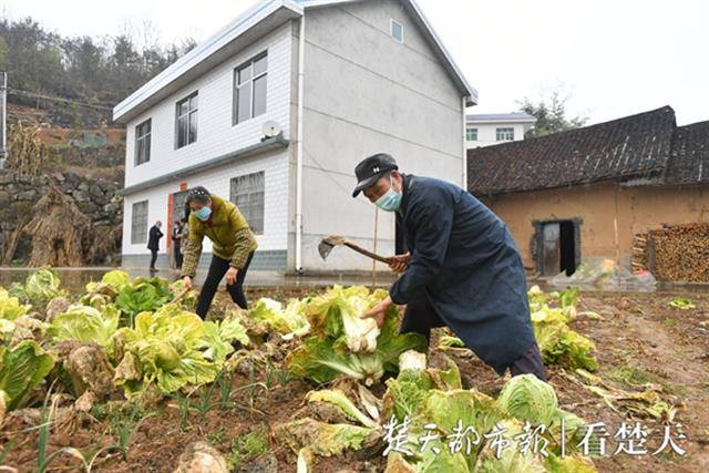 一辆载着5吨白菜萝卜的货车行驶在宜昌长阳土家族自治县大堰乡赵家堰