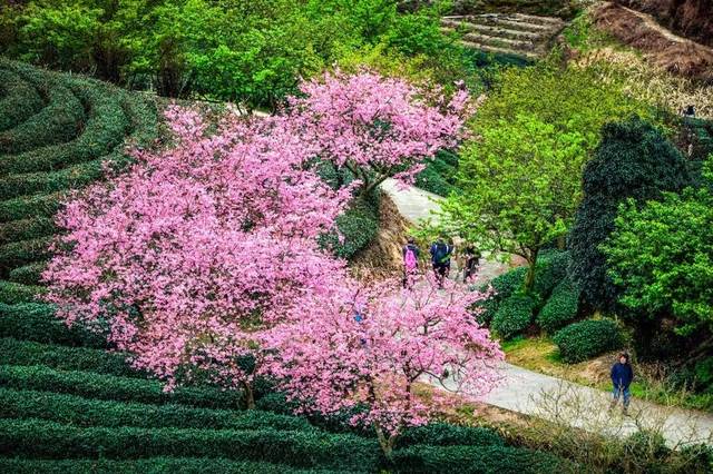 世界最大的櫻花園,藏在中國福建,到三月都是花開成海