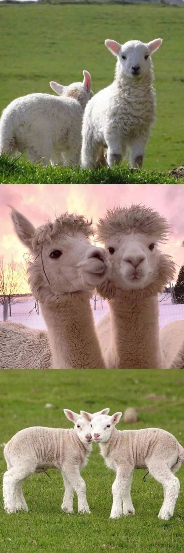 治愈羊羊太可爱了吧