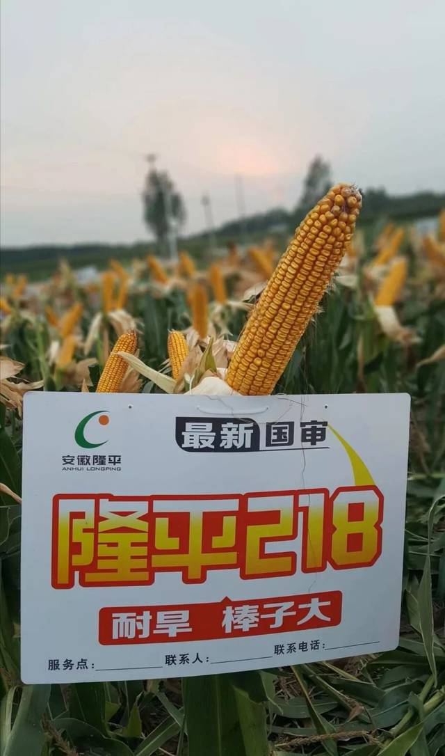 共抗疫情 隆平218为春耕保驾护航