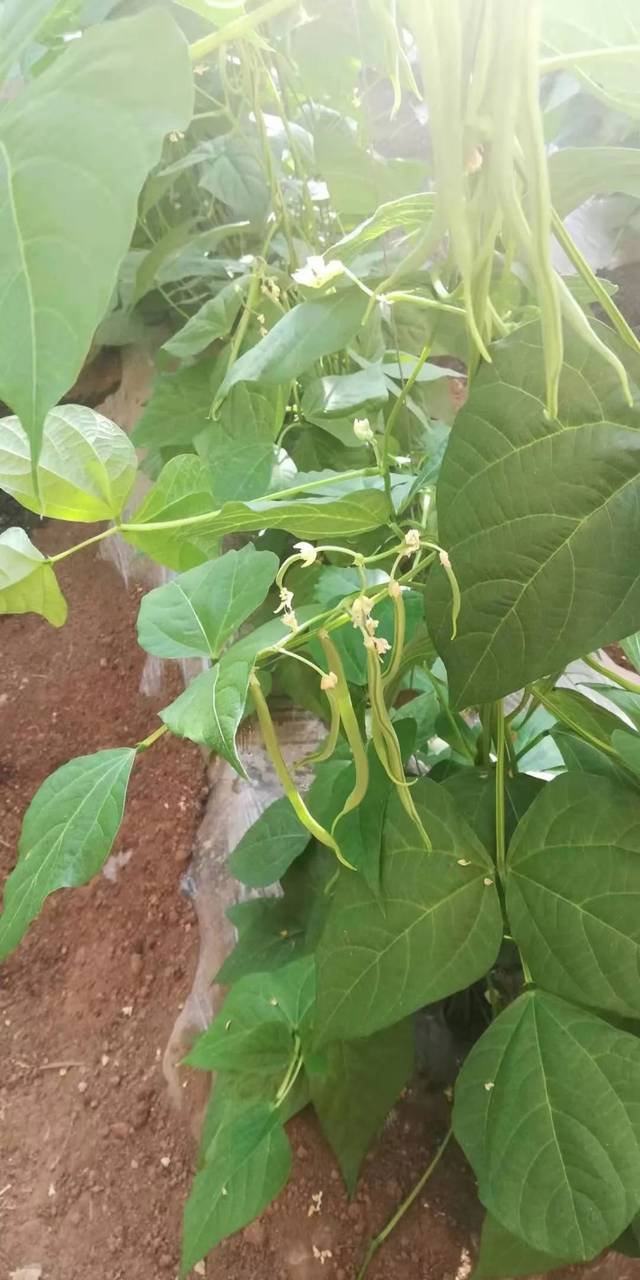 精心整理!芸豆冬春茬栽培看这篇就够了