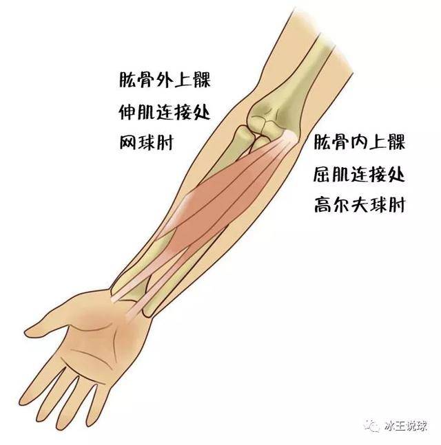 冰王说球羽毛球击球技巧之手腕发力