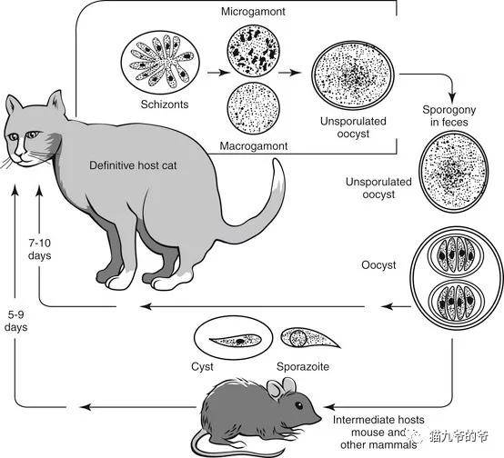 猫九爷:猫的慢性腹泻---球虫