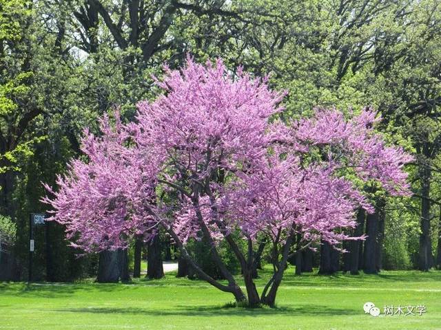 一年四季开花的树木图片