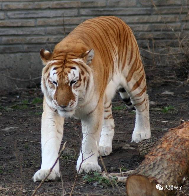 印度野外出现黑虎,打破黑虎只存在于神话的传言,不过却濒临灭绝
