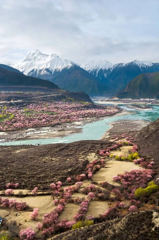 等疫情結束,我想去一次林芝,春天林芝的桃花開了,深深淺淺,漫山遍野的