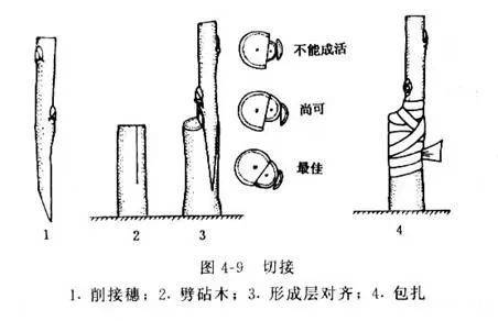 三, 春季嫁接的主要方式 果树嫁接的方法很多, 通常有舌接,芽接,皮接