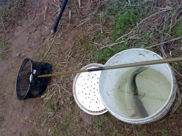 钓到的鱼,眼睛发红,属于高档河鲜,叫它"红眼马郎"