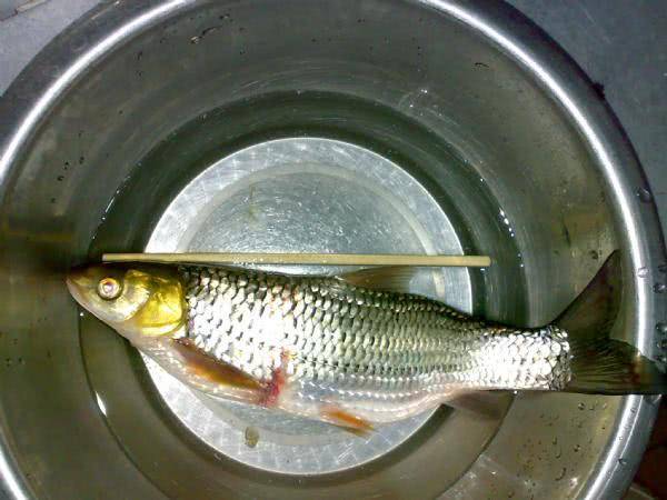 钓到的鱼,眼睛发红,属于高档河鲜,叫它"红眼马郎"