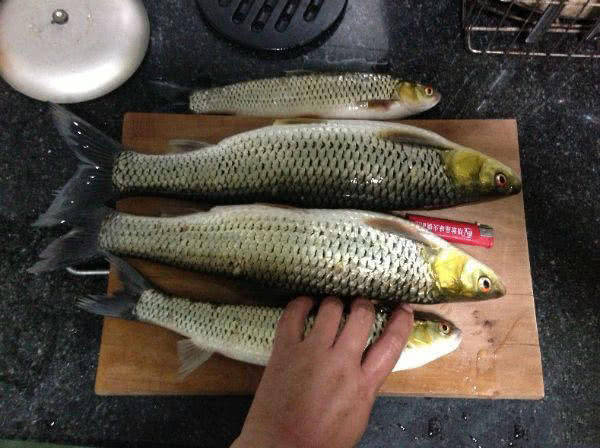 钓到的鱼眼睛发红属于高档河鲜叫它红眼马郎