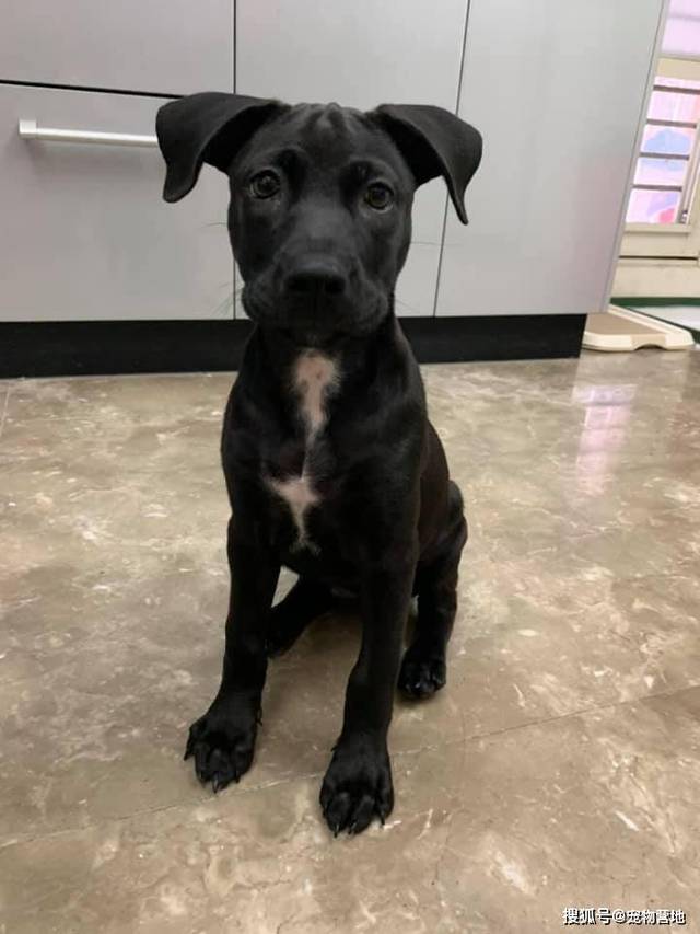 原创6个月大的小黑狗,长出一对魔性耳朵还是个内八字,网友被笑喷了