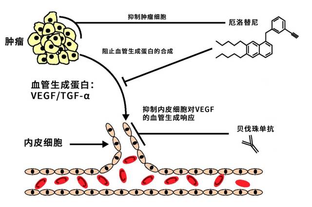 贝伐珠单抗 靶点图片