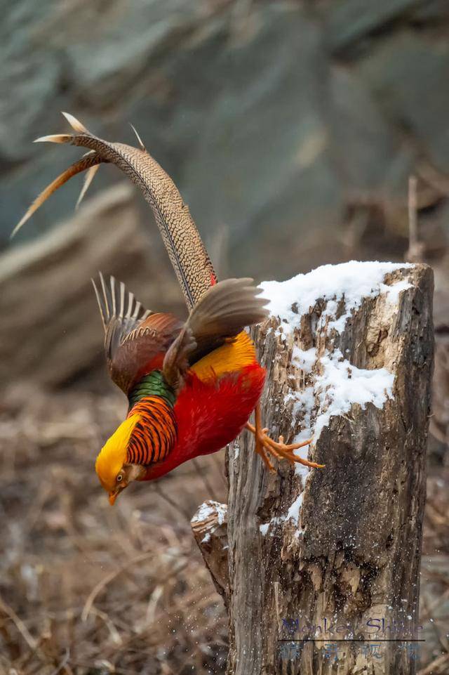 中國國鳥,雪地裡的鳳凰,三門峽甘山紅腹錦雞