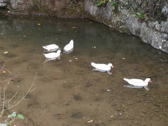 《绿潮》第93期|许若齐:月亮湾的鹅豚鸡犬