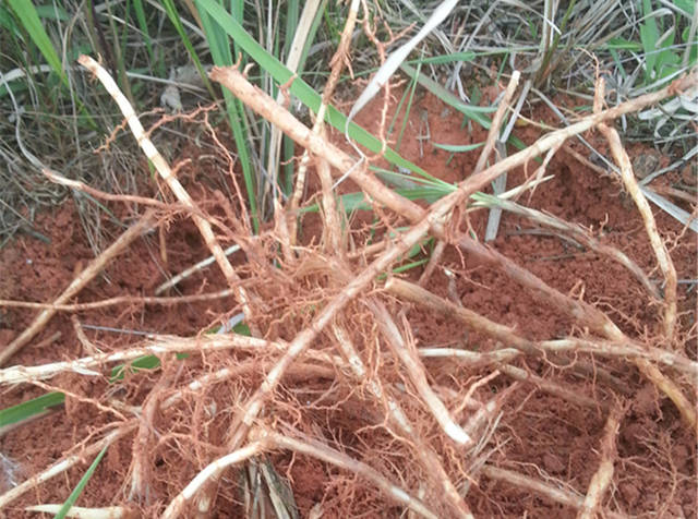 小时候常吃的一种"草根",味道甜丝丝的,如今卖到十几元一斤!