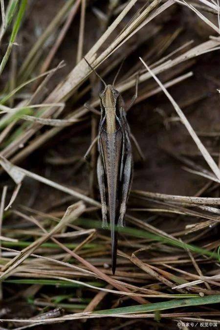 蝗虫为虫中之王,它为什么这么厉害?