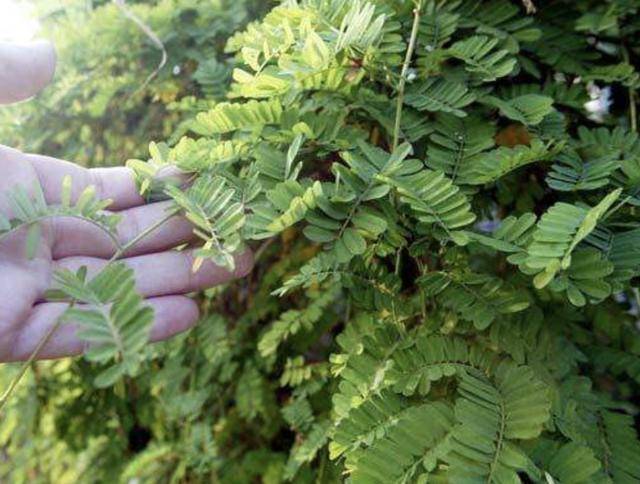 在深山,有1种珍贵的植物,人称"鸡骨草,全年可采收,值钱