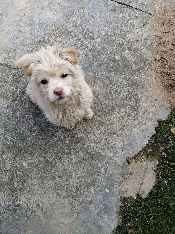 流浪小奶狗饿坏了主动向路人示好,女孩:一边去,别弄脏我衣服