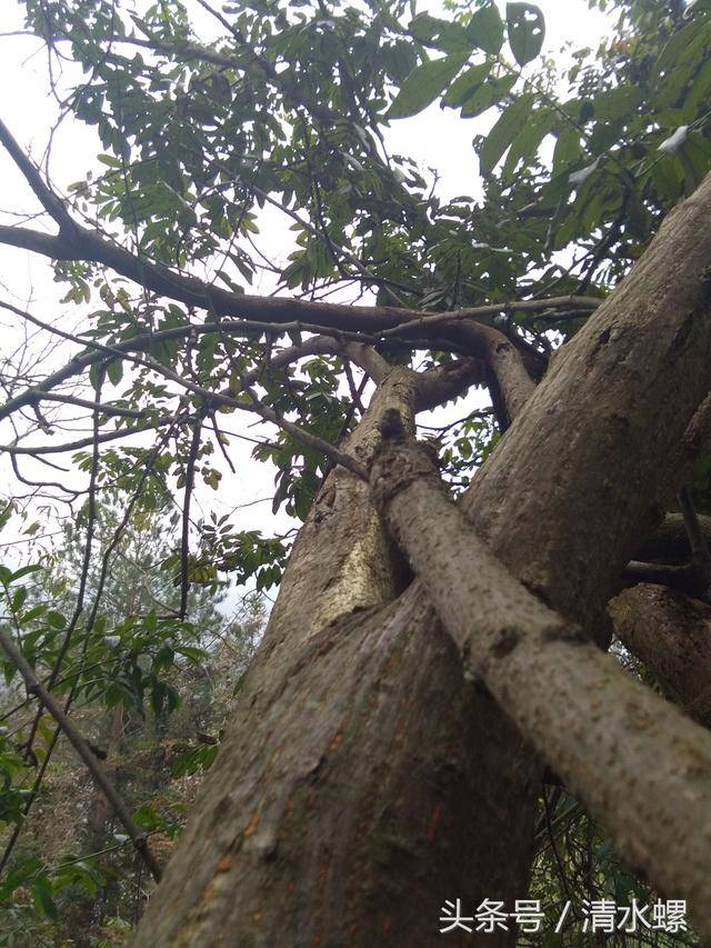 原创6岁农村女孩上山砍柴,90后应该没有体验过!