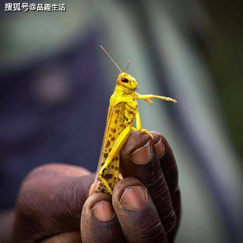 非洲蝗虫在印度意外被灭当前蝗灾已基本结束