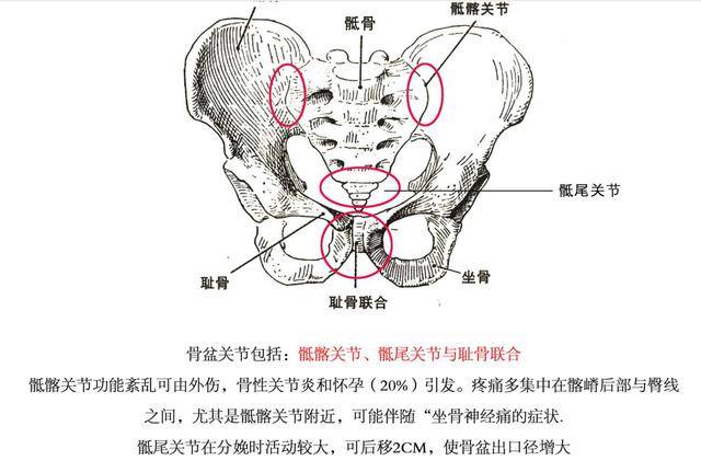 构成骨盆的结构图片