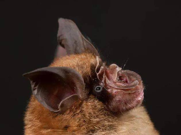 蝙蝠究竟能传播什么病毒?