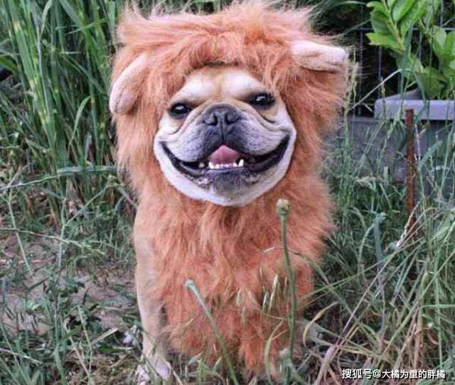 狮子狗搞笑表情包图片
