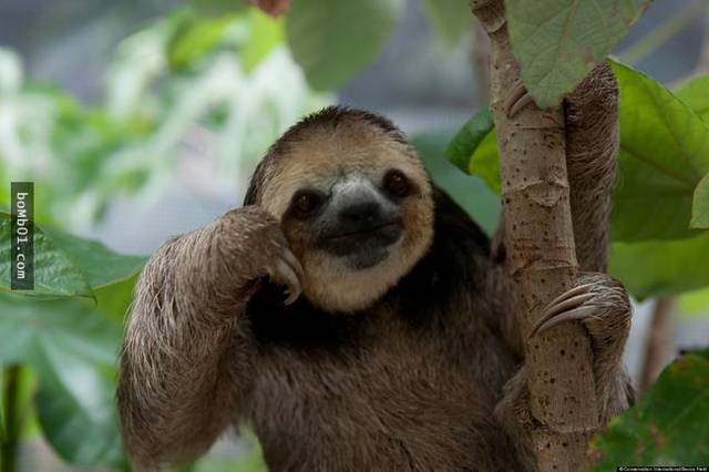 树懒是这个星球上最了不起的的动物,知道为什么吗?耐心地看完