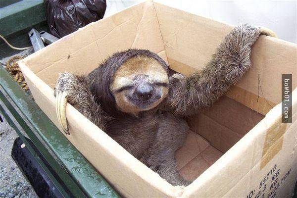 当它们被攻击时,树懒会用爪子反击.