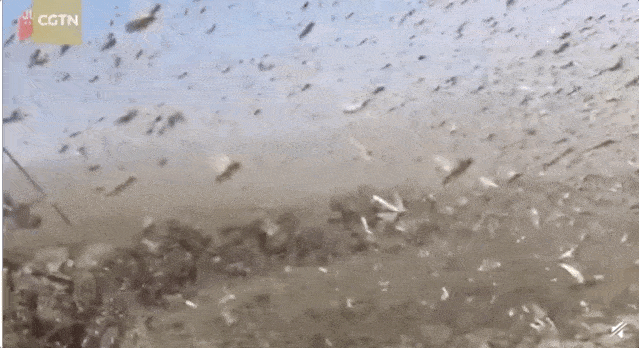 预警 密集恐惧症者慎入 图片来自cgtn 近日,一场持续入侵东非的 蝗灾