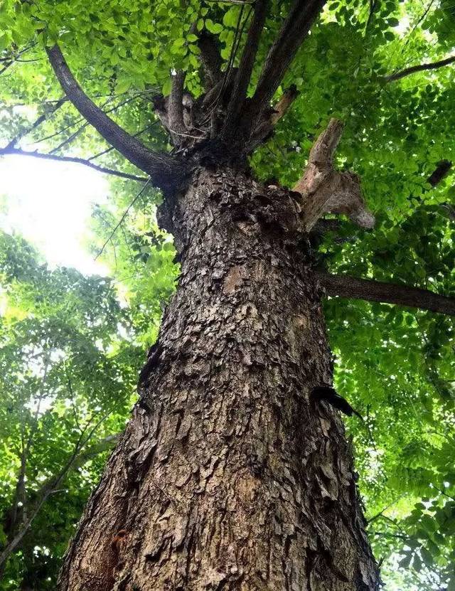 红木家具"八大美人",个个惊艳绝伦!