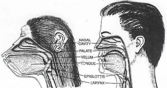nasalcavity图片