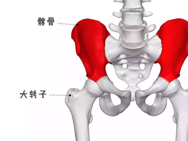 大转子就是你的大腿里面那根股骨的最外侧点,它是一根骨头的突出