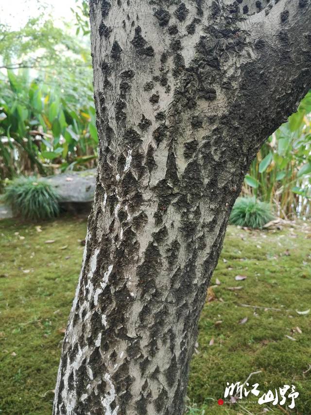 天竺桂的树皮图片