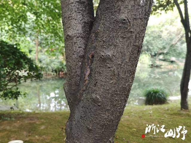 山野博物 | 好看的皮囊千篇一律,有趣的树皮百里挑一(中)