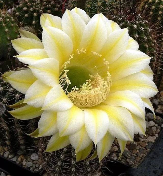 图鉴| 一大拨儿仙人球开花美图,太惊艳啦!