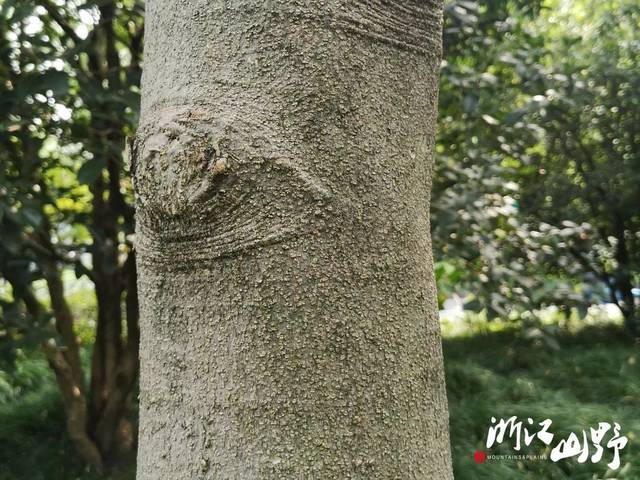 山野博物 | 好看的皮囊千篇一律,有趣的树皮百里挑一(中)